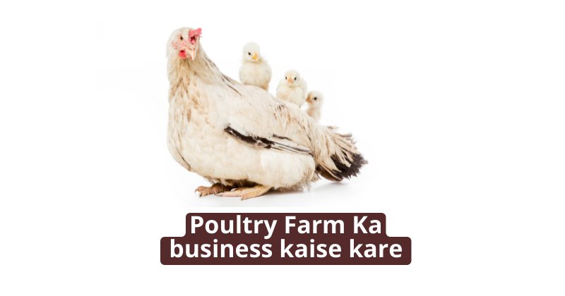 Poultry Farm Ka business kaise kare